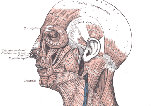 Illustration of the facial muscles from Gray's Anatomy